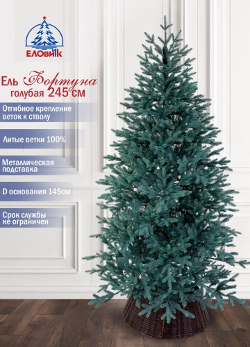 Ель Фортуна голубая Ель Фортуна голубая