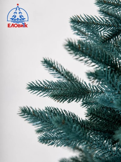 Ель Фортуна голубая