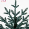 Ель Фортуна голубая