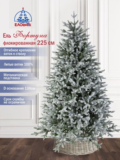 Ель Фортуна заснеженная